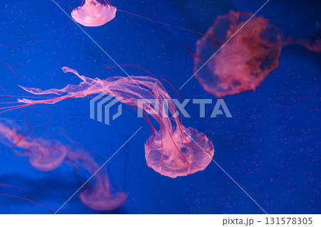 Close up of Chrysaora colorata or purple striped jelly jellyfish swim in deep blue water of aquarium 131578305