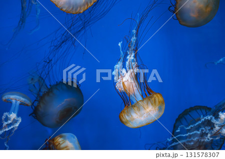 Group of Chrysaora fuscescens or Pacific sea nettle jellyfish swim in deep blue water of aquarium 131578307