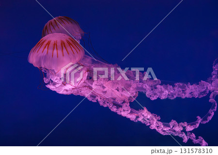 South American sea nettle or Chrysaora plocamia jellyfish swim in deep blue water of aquarium 131578310