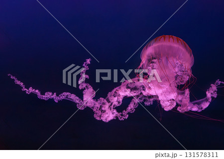 South American sea nettle or Chrysaora plocamia jellyfish swim in deep blue water of aquarium South American sea nettle or Chrysaora plocamia jellyfish swim in deep blue water of aquarium 131578311