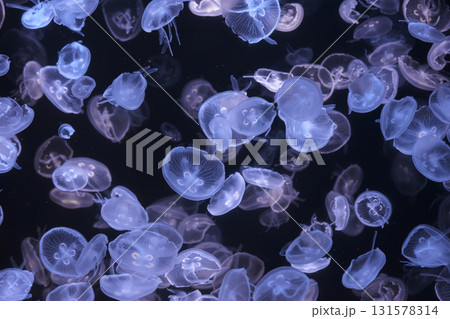 Group of Aurelia limbata or brown banded moon jelly jellyfish swim in blue water of aquarium Group of Aurelia limbata or brown banded moon jelly jellyfish swim in blue water of aquarium 131578314