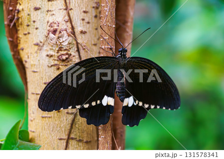 Male Common Mormon, Papilio polytes, swallowtail butterfly, Papilionidae sitting on green leaf Male Common Mormon, Papilio polytes, swallowtail butterfly, Papilionidae sitting on green leaf 131578341