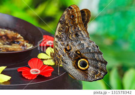 Caligo memnon, owl butterfly sitting on leaf in green outdoor garden on feeding trough background Caligo memnon, owl butterfly sitting on leaf in green outdoor garden on feeding trough background 131578342