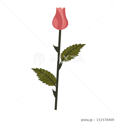 Dusty pink rose. Cute flower and bud on one stem. Vector illustration isolated on white background. Dusty pink rose. Cute flower and bud on one stem. Vector illustration isolated on white background. 131578409