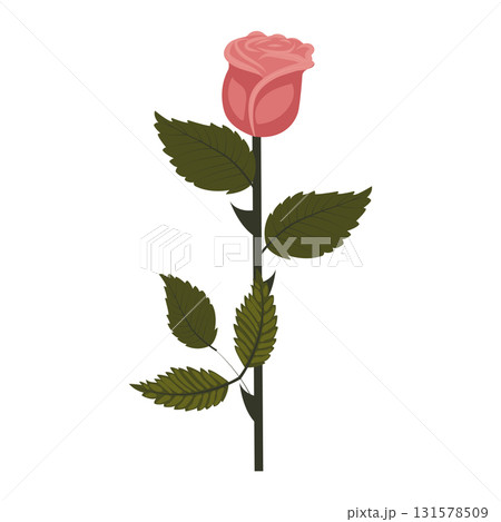 Dusty pink rose. Elegant flower on a straight even stem. Vector illustration isolated on a white background. Dusty pink rose. Elegant flower on a straight even stem. Vector illustration isolated on a white background. 131578509