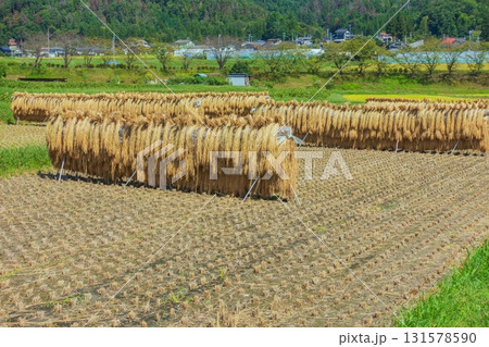 稲架掛けされた稲【北安曇郡池田町】 稲架掛けされた稲【北安曇郡池田町】 131578590