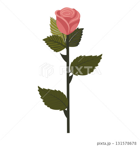 Dusty pink rose. Elegant flower on slightly inclined stem. Vector illustration isolated on white background. 131578678
