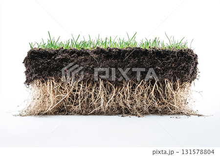 Close-up, white background, sectional view of dark soil with fine, tangled roots and a dense layer of tiny, bright green seedlings on top. Close-up, white background, sectional view of dark soil with fine, tangled roots and a dense layer of tiny, bright green seedlings on top. 131578804