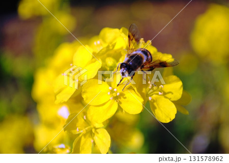 菜の花と蜜蜂 菜の花と蜜蜂 131578962