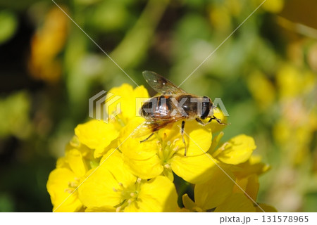 菜の花と蜜蜂 菜の花と蜜蜂 131578965