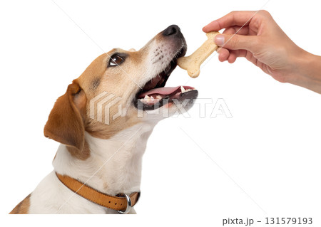 Dog eating bone-shaped treat from person's hand, pet care and positive reinforcement training concept, isolated on transparent background 131579193