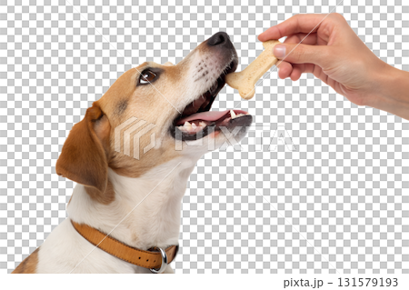 Dog eating bone-shaped treat from person's hand, pet care and positive reinforcement training concept, isolated on transparent background 131579193