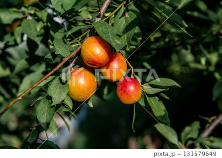 Ripe plums growing on tree branch in summer. Ripe greengage plums on tree branch in summer 131579649