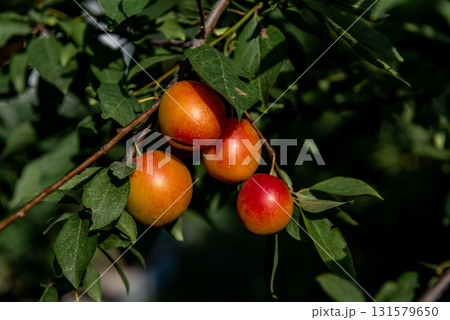 Ripe plums growing on tree branch in summer. Ripe greengage plums on tree branch in summer Ripe plums growing on tree branch in summer. Ripe greengage plums on tree branch in summer 131579650
