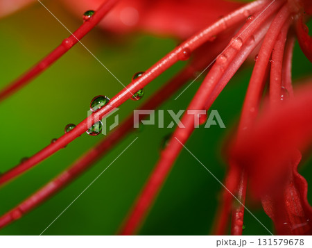 雨に濡れる赤い彼岸花のクローズアップ　秋の情景と静寂 131579678
