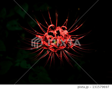 雨に濡れる赤い彼岸花のクローズアップ　秋の情景と静寂 131579697