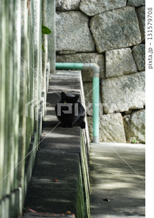 京都の神社の境内にいた黒猫 131579708
