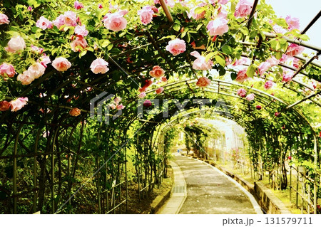 美しいピンクの薔薇トンネル 131579711