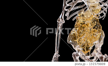 The Skeleton and Viscera for Sci and medical concept 3d Rendering. 131579809