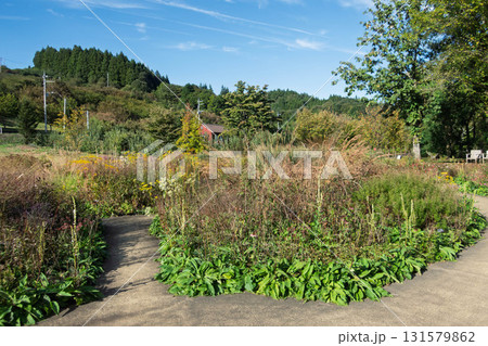 秋の中之条ガーデンズ ナチュラルガーデンエリア 秋の中之条ガーデンズ ナチュラルガーデンエリア 131579862