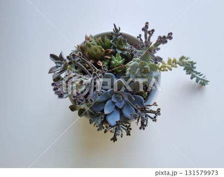 Various succulents in a bowl isolated on white background Various succulents in a bowl isolated on white background 131579973