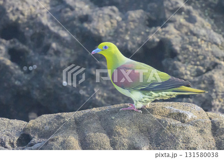 神奈川県大磯町で撮影された海水を飲みにくるアオバト 131580038