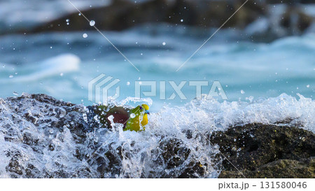 神奈川県大磯町で撮影された海水を飲みにくるアオバト 131580046