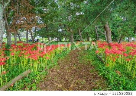 満開の彼岸花に囲まれた遊歩道の情景 131580082