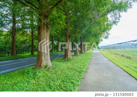 静寂に包まれたマキノ高原のメタセコイヤ並木の情景 131580083