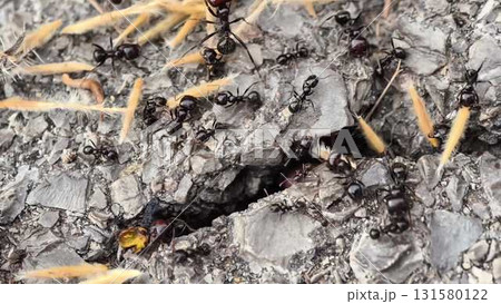 Observe ants in a feeding frenzy, showcasing teamwork and survival Observe ants in a feeding frenzy, showcasing teamwork and survival 131580122