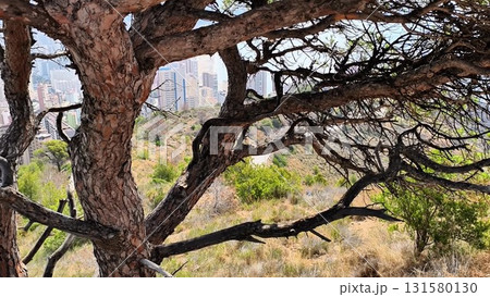 A serene blend of nature and urban life with a pine tree A serene blend of nature and urban life with a pine tree 131580130