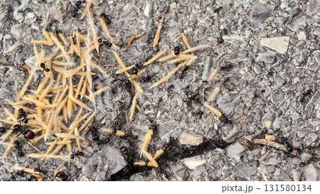 A video shows ants foraging and feasting on various foods 131580134