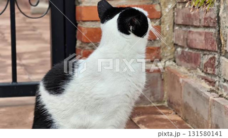 A black and white cat relaxes in front of a textured brick wall A black and white cat relaxes in front of a textured brick wall 131580141