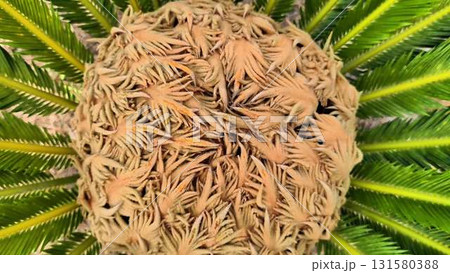 This image shows a top view of a stunning Cycad plant with vibrant green leaves and brown cones 131580388