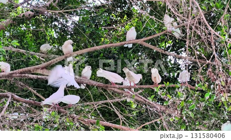 A Serene and Peaceful Gathering of Elegant White Birds Perched on Tree Branches in Nature 131580406