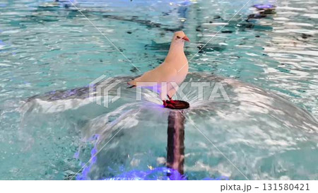 A Pigeon Gracefully Stands on a Beautiful Fountain in an Exquisitely Vibrant Aquatic Setting A Pigeon Gracefully Stands on a Beautiful Fountain in an Exquisitely Vibrant Aquatic Setting 131580421