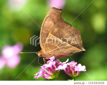 タテハモドキ(秋型) 131581030