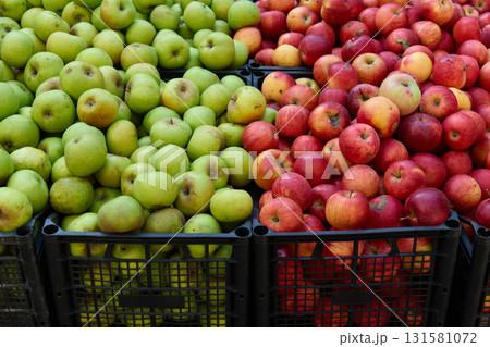 Green and red apples arranged neatly in market crates 131581072