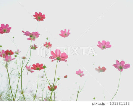 美しいコスモス 美しいコスモス 131581132