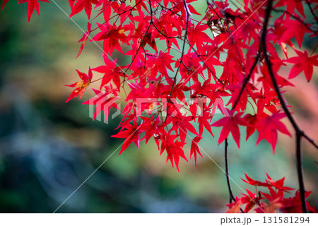 真っ赤な紅葉 真っ赤な紅葉 131581294