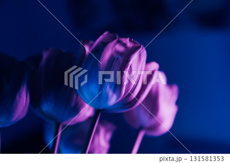 Neon Purple Tulips in Artistic Lighting Neon Purple Tulips in Artistic Lighting 131581353