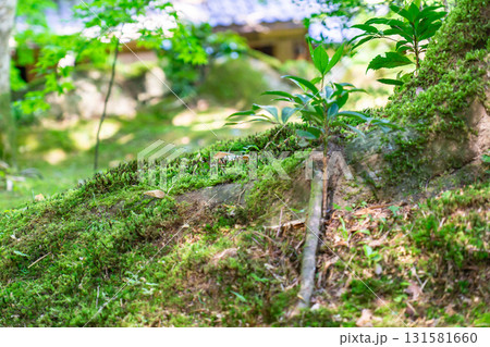 近江八幡の古刹　小堀遠州による庭園　苔庭 131581660
