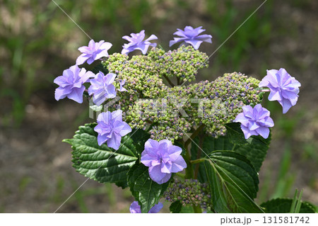 ウエディングブーケ・アジサイ ウエディングブーケ・アジサイ 131581742