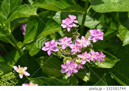 ダンスパーティー・アジサイ 131581744