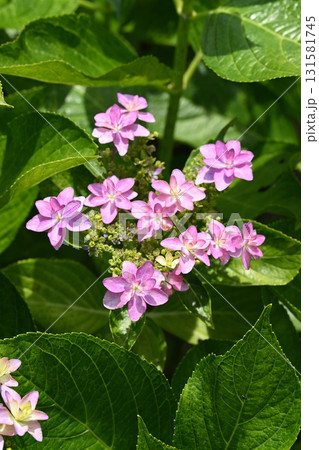 ダンスパーティー・アジサイ 131581745