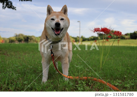 柴犬 131581780
