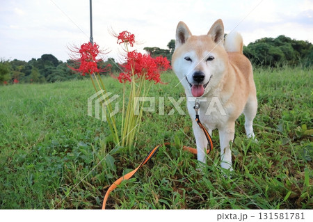 柴犬 柴犬 131581781