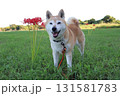 柴犬 131581783