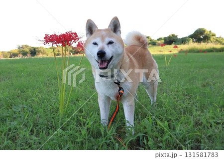 柴犬 柴犬 131581783