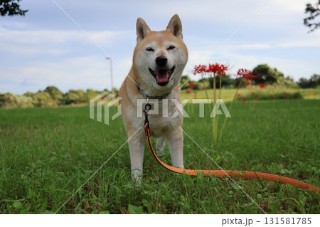 柴犬 柴犬 131581785